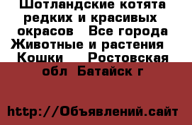 Шотландские котята редких и красивых  окрасов - Все города Животные и растения » Кошки   . Ростовская обл.,Батайск г.